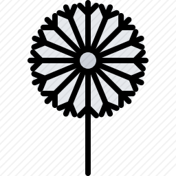 蒲公英