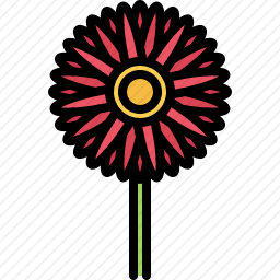 非洲菊