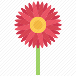 非洲菊