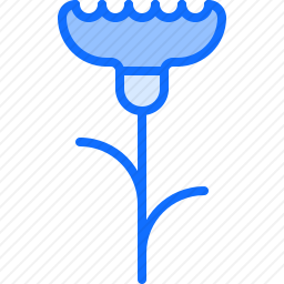 矢车菊
