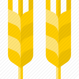 <em>小麦</em>