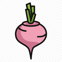 甜菜根