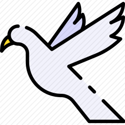 鸽子