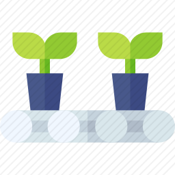 植物