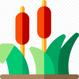 香蒲