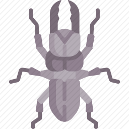甲虫