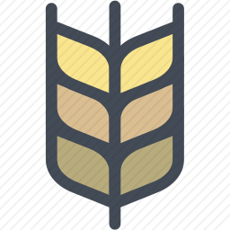 <em>小麦</em>