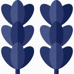 薰衣草