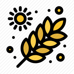 小麦