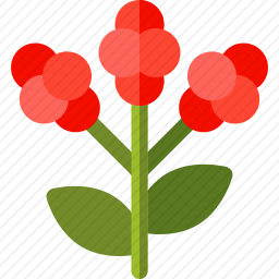 <em>浆果</em>