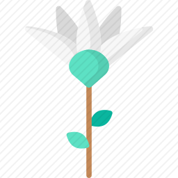 莲花