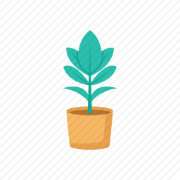 <em>植物</em>