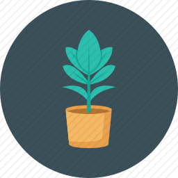 <em>植物</em>