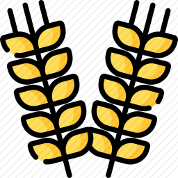 <em>小麦</em>