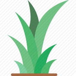 植物