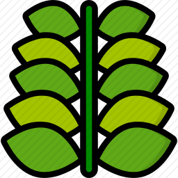 <em>植物</em>