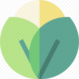 <em>白菜</em>