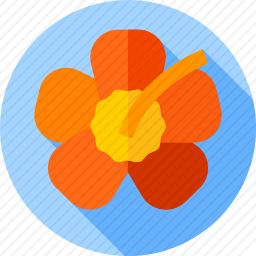 <em>木槿花</em>