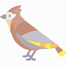 鸟