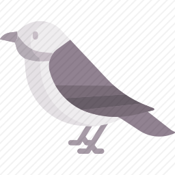 鸟