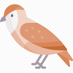 <em>猫头鹰</em>