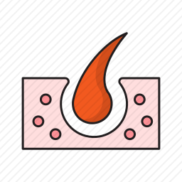 <em>毛囊</em>