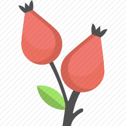 <em>玫瑰</em><em>果</em>