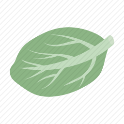 <em>白菜</em>
