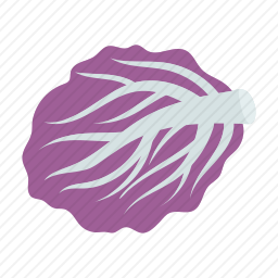 <em>白菜</em>