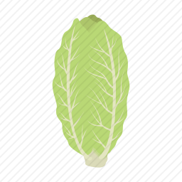 <em>白菜</em>