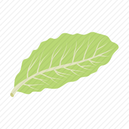 <em>白菜</em>