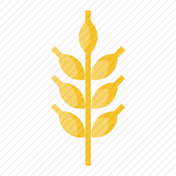 <em>小麦</em>