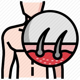 毛囊