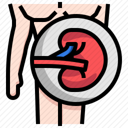 脾