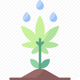 大麻栽培