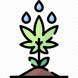 大麻栽培