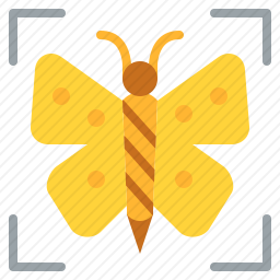 <em>蝴蝶</em>