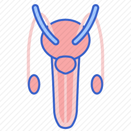 生殖器官