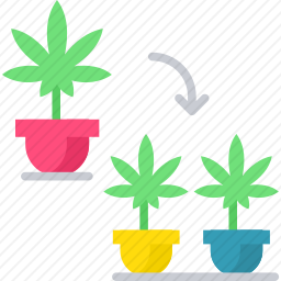 大麻盆栽