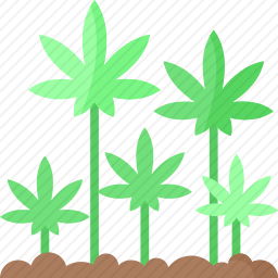 大麻栽培