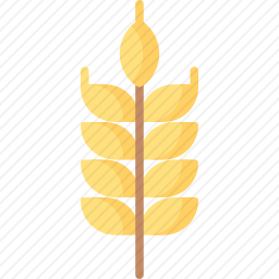 大麦