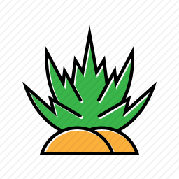 <em>植物</em>
