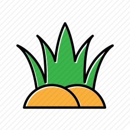 <em>灌木</em>