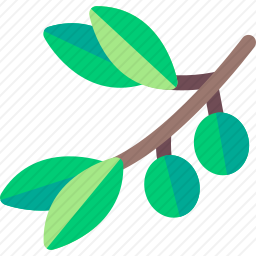 橄榄