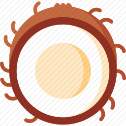 <em>椰子</em>