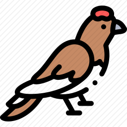 鸟
