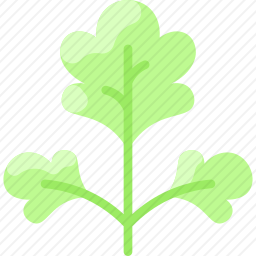 西芹