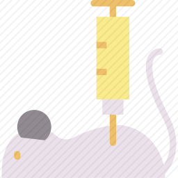 小白鼠