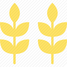 小麦