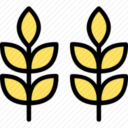 小麦
